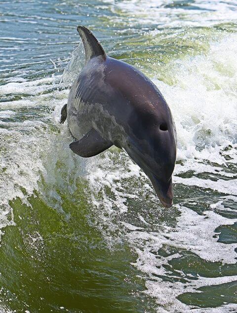 Dolphin jumping out of water through boat wake in the waters of Pine Island Sound.