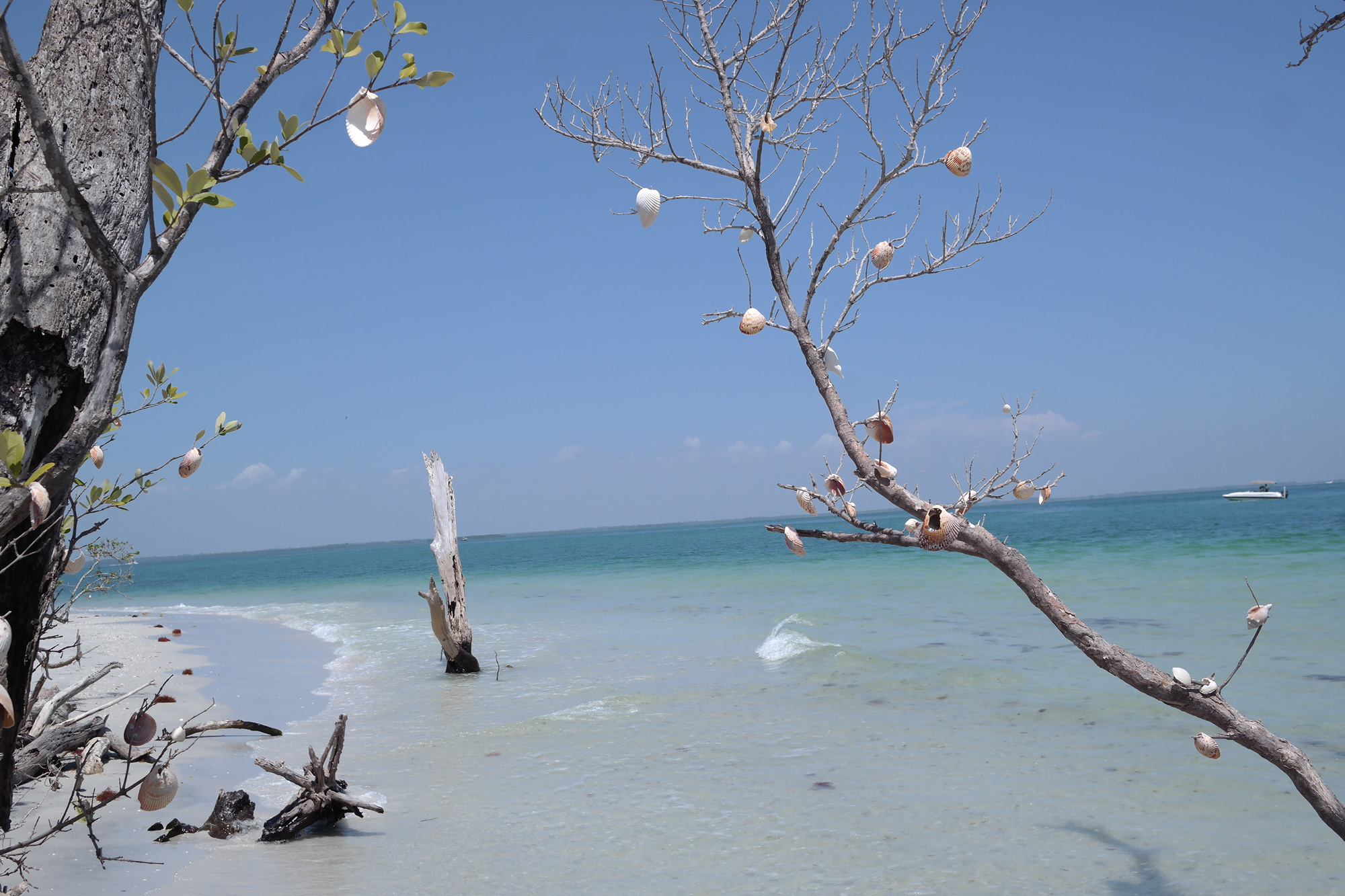 Boating To Cabbage Key And Cayo Costa Dolphins, Old Florida, And Pristine Beaches Cabbage