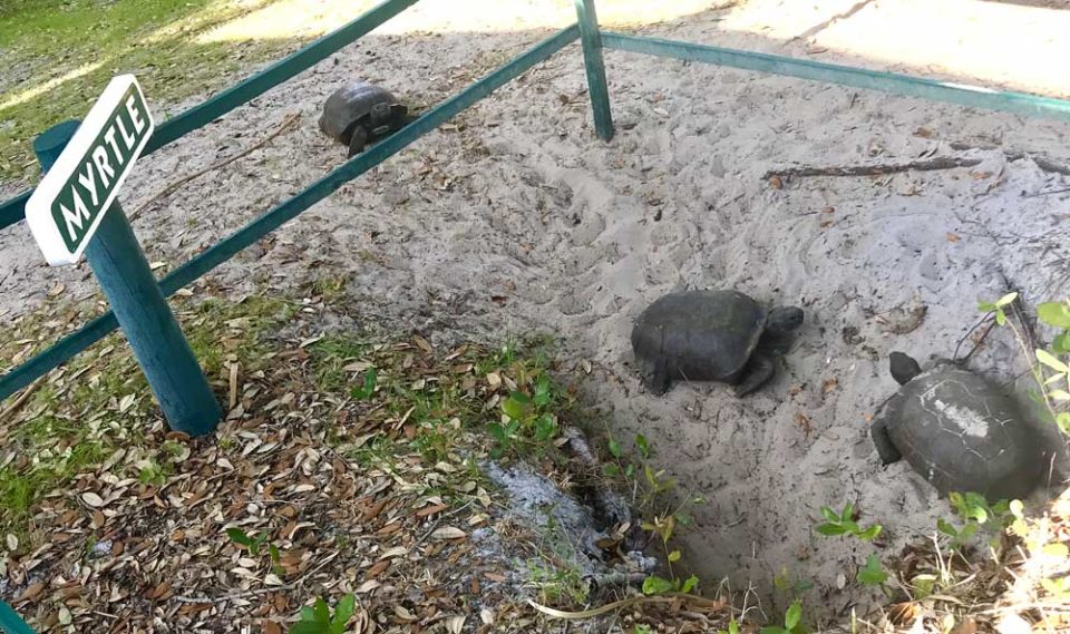 Several gopher tortoises roam hillside in front of the inn and restaurant.