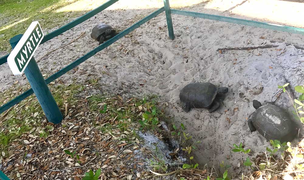 Cabbage Key Old Florida Island for Kayaking, History, Atmosphere