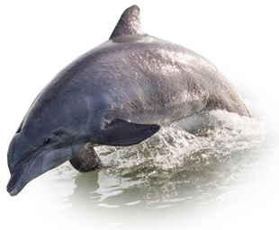 dolphin