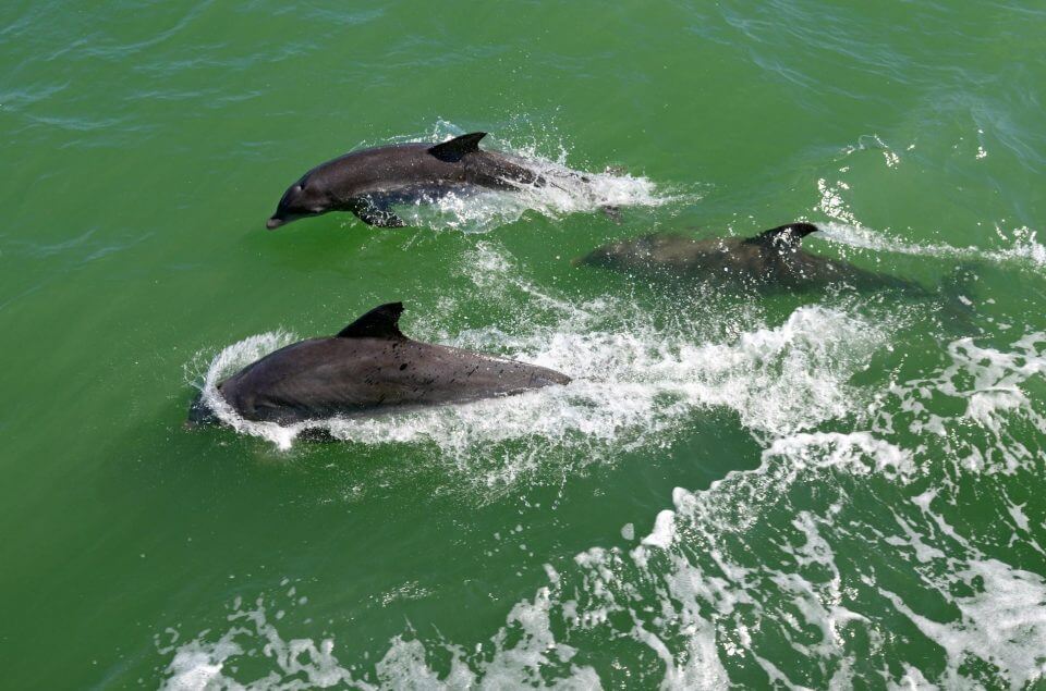 Looking down on three dolphins swimming by boat