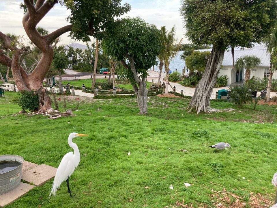 egret on grounds at cabbage key