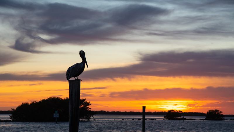 pelican on a post at sunset at Pine Island, Florida