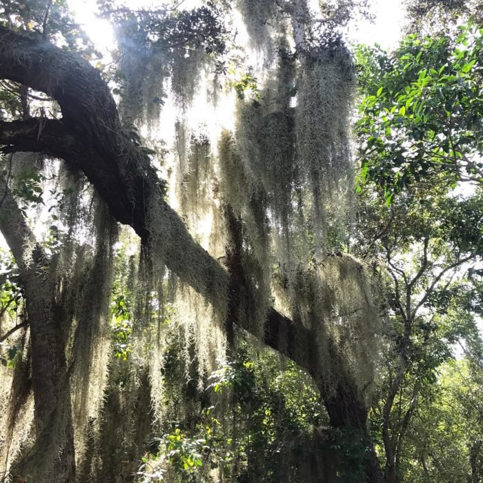 Cuban laurels with dripping moss