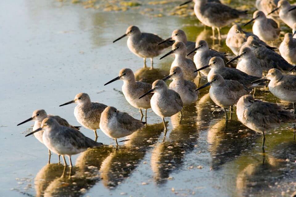 Willets gather by the shore of wildlife preserve